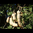 Tamarinde